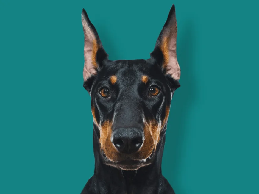 Dog on green background